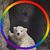 Julie Ogle Testin's profile image