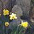 Judy Donohue's profile image
