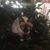Lottie Griffith Hughes's profile image