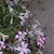 Karen Shore Stewart's profile image