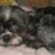 Sheryl Siddall's profile image