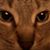 Lauren Salmi's profile image