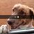 Lucy Comber's profile image