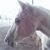 Leslie Davis's profile image