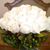 Martha Rosas-Castillo's profile image