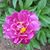 Susan Palumbo's profile image