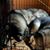 Patricia Tiedy's profile image