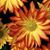 Lynn Scheck's profile image