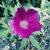 Terri Samples's profile image