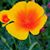 Leslie Dery's profile image