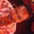 Kris Lucas's profile image