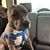 Tonya Pesaturo's profile image