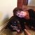 Diane Tonelli's profile image