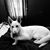 Joanne Carman Paolino's profile image