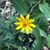 Ginger Pippert's profile image