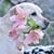 Ani Gochoumian's profile image