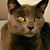 Rob Bielarski's profile image