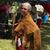 Carmen Shuler's profile image