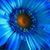 Kim Gross's profile image