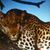 Susan Narduzzo's profile image
