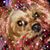 Tammy Walton Proehl's profile image