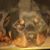Daniel Poulos's profile image