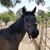 Karen Albrecht Klove's profile image