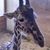 Beth Young Davis's profile image