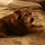 Lee Heytow's profile image