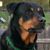 Robin Fay Gorman's profile image