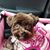 Felice Bernstein's profile image