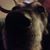 John Gorman's profile image