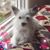 Becky Gillis's profile image