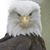 Carey L Bell's profile image