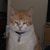 William Waak's profile image