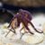 Emily Hansen Craig's profile image