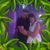 Toni R Blanton's profile image