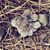 Arpie Splawn's profile image