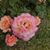 Deloris Morgan's profile image