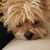 Karen Tamer Carota's profile image