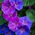 June Cardin's profile image