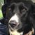 Lorraine Smith- Caporuscio's profile image