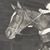 Susan White's profile image