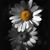 Vicki Burch Vincent's profile image
