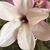 Leah McCleery Shrinivas's profile image
