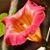 Sandie Lacy-Star's profile image