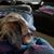 Susan Sigler's profile image