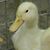 Heidi Gossen Nelgner's profile image