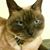 Mirela Radkova's profile image