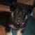 Joyce Starr's profile image